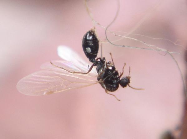 Insect