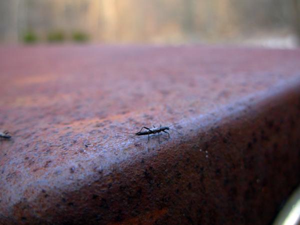 Insect