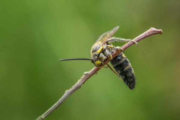 Insect on a branch