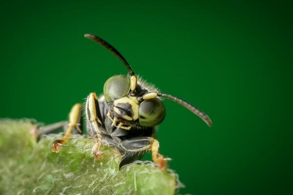 Insect on a leaf