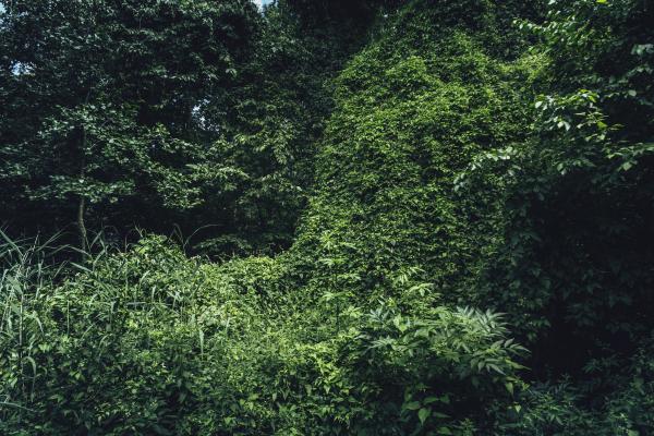 Inside Forest Photography