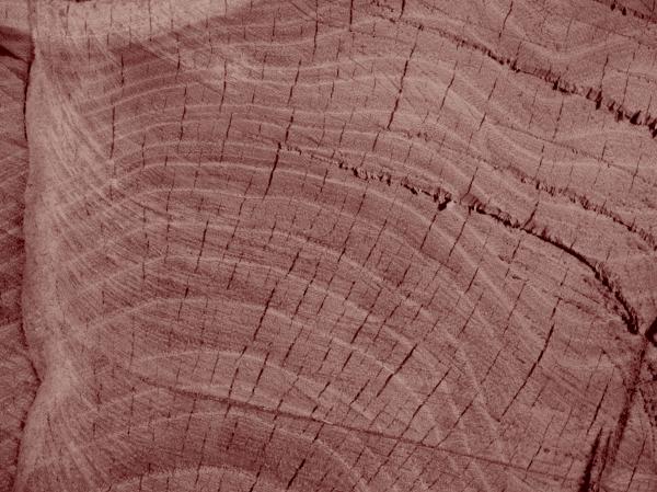 Inside of the wood
