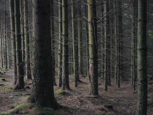 Inside Pine Forest