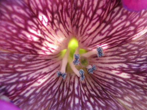 Inside the colors of a flower