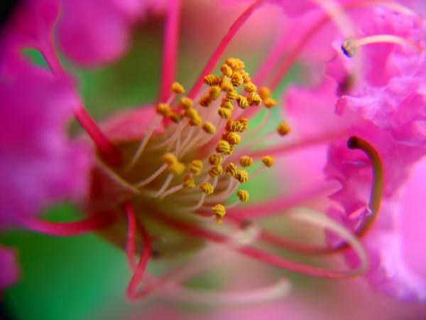 Inside View of a Small Flower