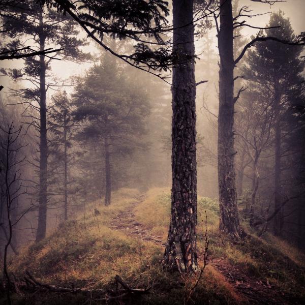 Into the wild