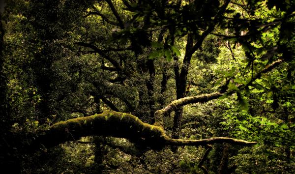 Into the Woods - Very thick oak forest in Geres National Park