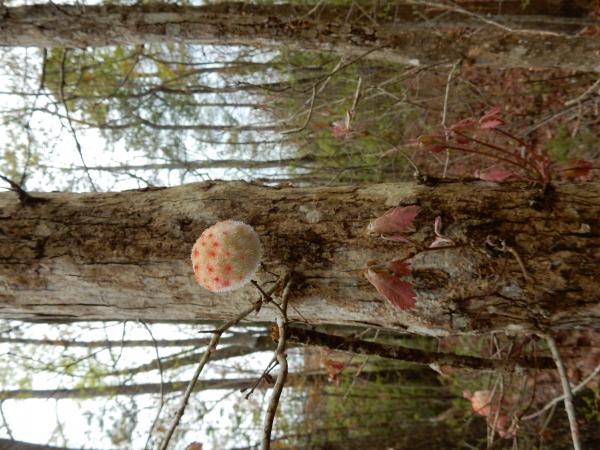 Invertebrate wool sower brunswick nature park ncwetlands KG (86)