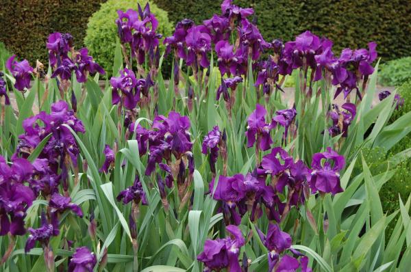Iris germanica