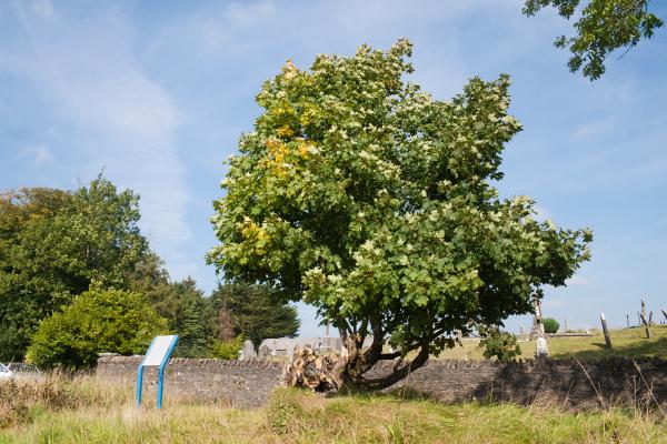 Irish tree