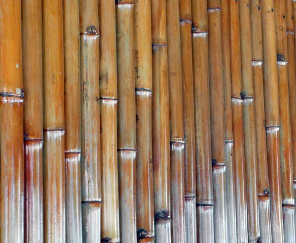 Isolated Bamboo Background