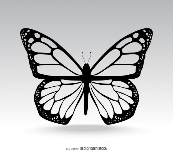 Isolated butterfly