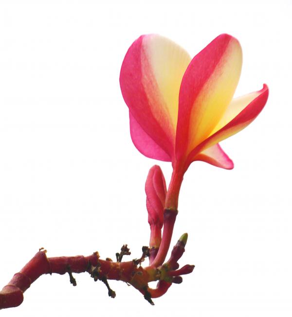 Isolated Pretty Red Flower