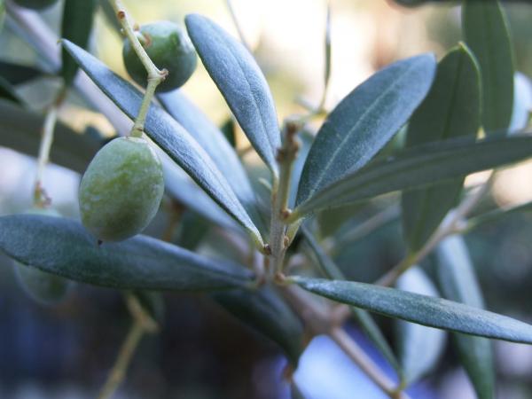 Italy-Taormina-Macro - Creative Commons by gnuckx