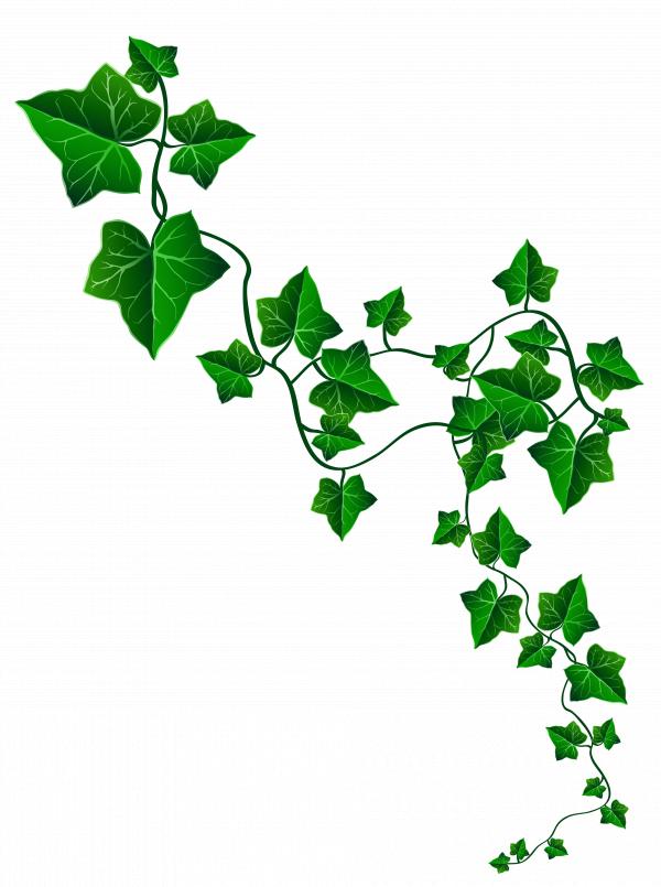 Ivy