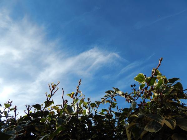 Ivy against the sky