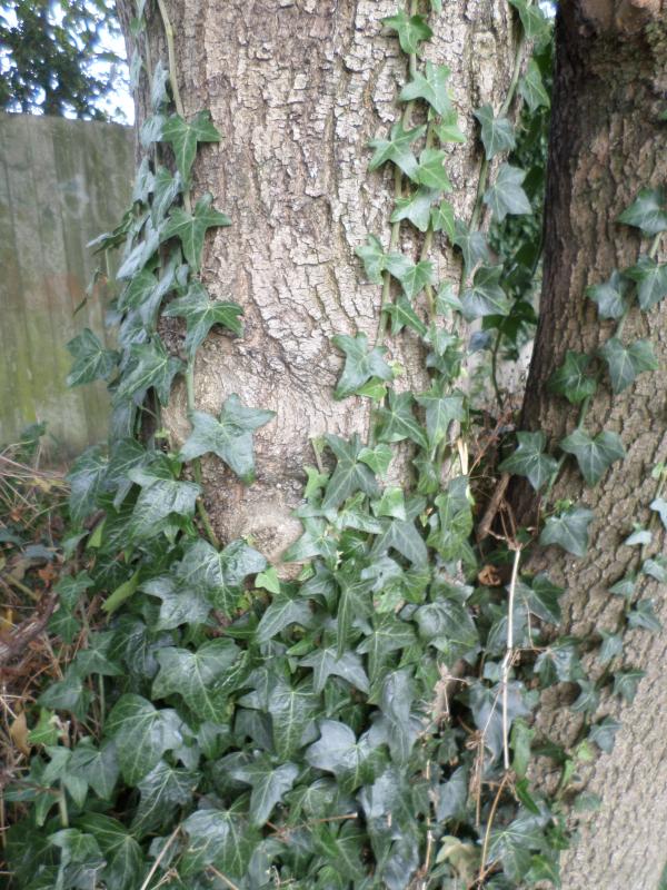 Ivy climbing up tree