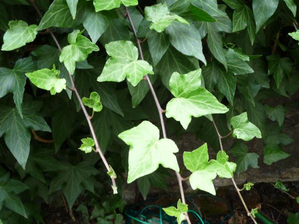 Ivy leaves