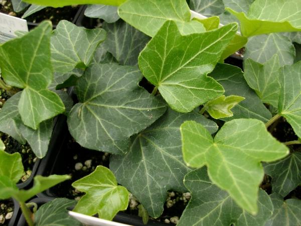 Ivy plant