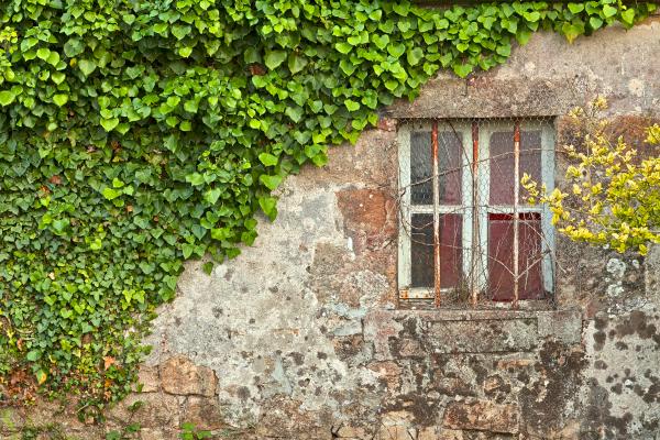 Ivy Wall - HDR
