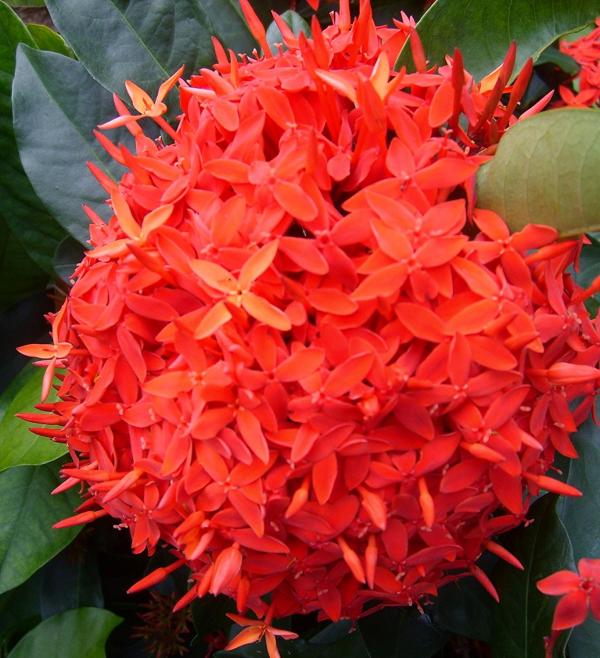 Ixora flower