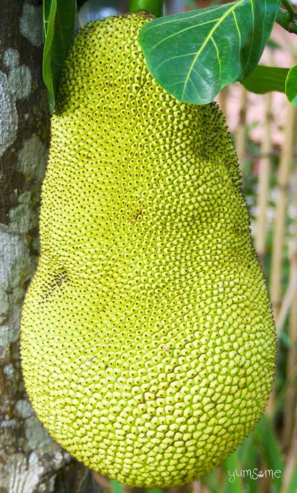 Jack fruit