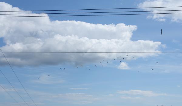 Jackdaws behind the lines 1
