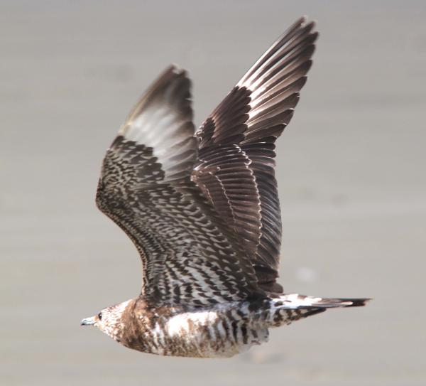 JAEGER, PARASITIC (11-27-12) juv., strand beacch, morro bay, slo co, ca -09