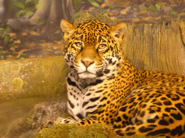 Jaguar