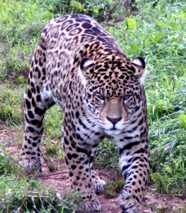 Jaguar