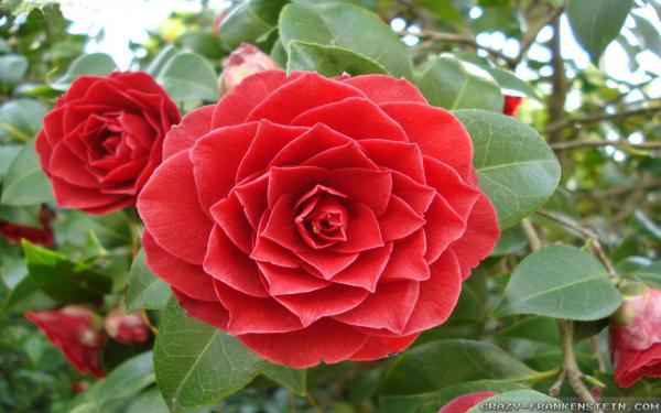 Japanese flowers