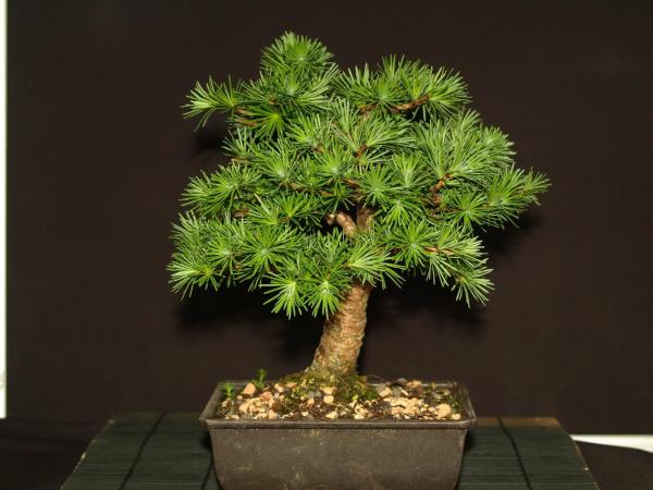 Larch bonsai tree