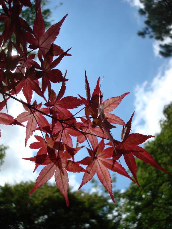 Japanese Maple