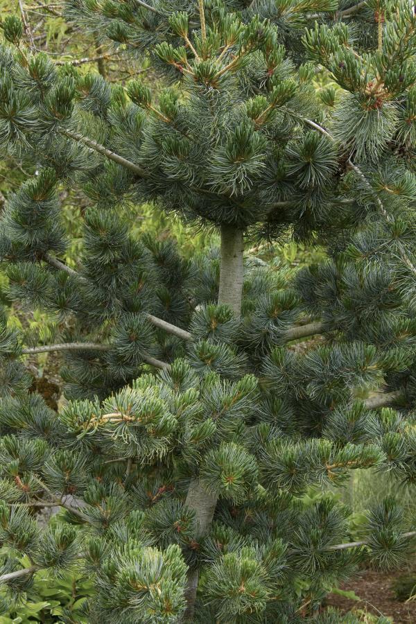 Japanese white pine