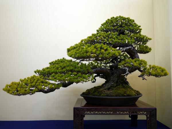 Pine bonsai tree