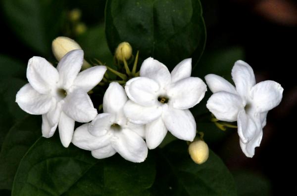 Jasmine flower