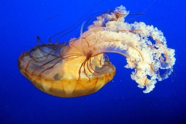 Jelly Fish