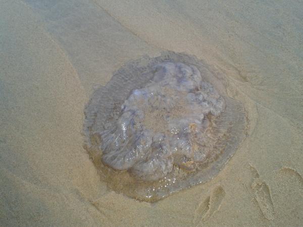 Jellyfish