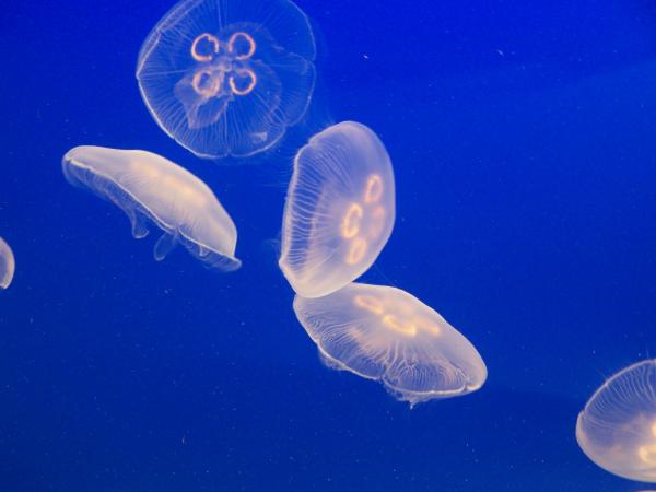 Jellyfish
