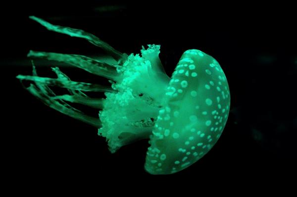 jellyfish
