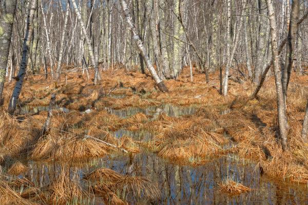 Jesup Birch Marsh - HDR