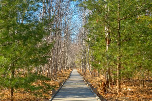 Jesup Boardwalk Trail - HDR