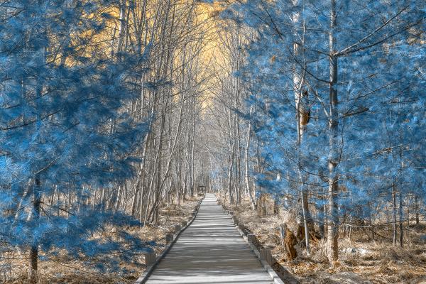 Jesup Boardwalk Trail - Solar Winter HDR