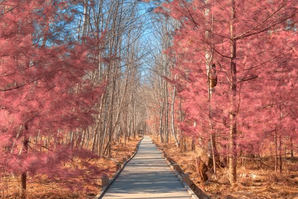 Jesup Boardwalk Trail - Tickle Me Pink HDR
