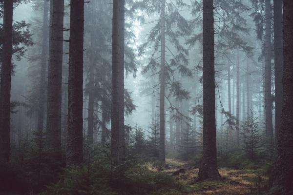 Jungle