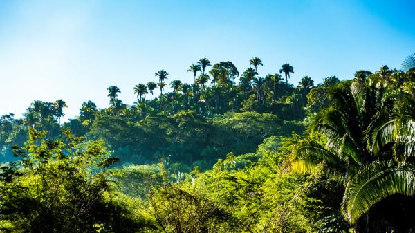 Jungle