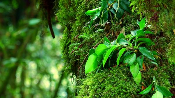 Jungle Detail