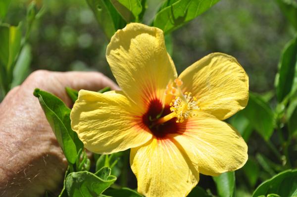 Jungle flower
