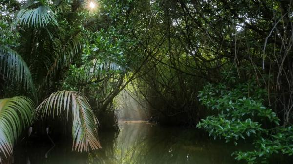 Jungle trees