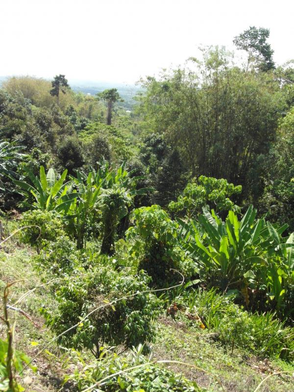 Jungle / Tropical Rainforest